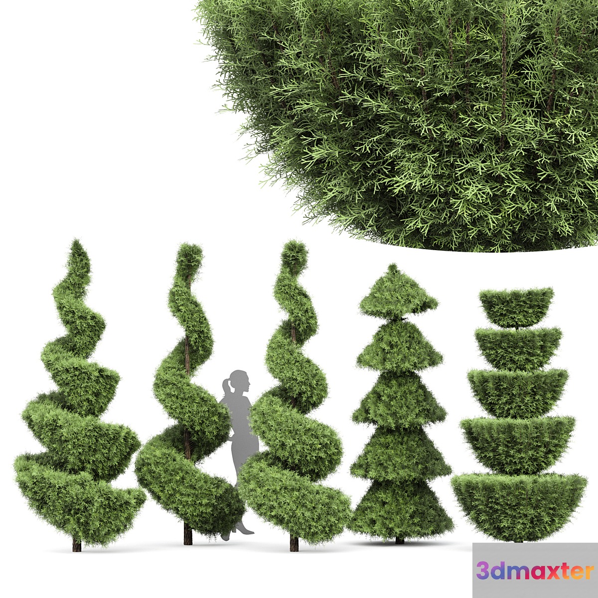 Beloved Italian Cypress 5 trees ideas