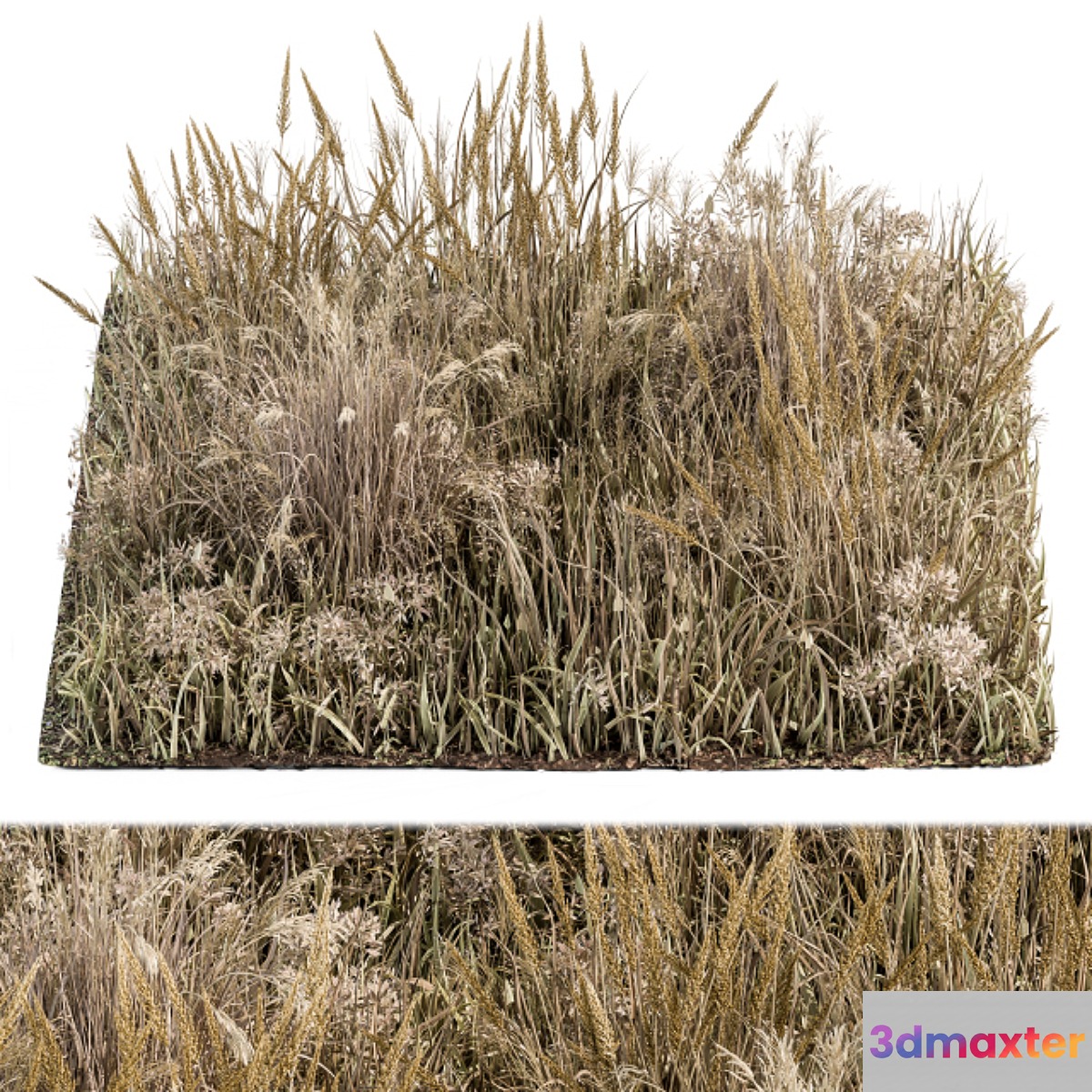 Wild Grass Dried and Wheat - Grass Set 04