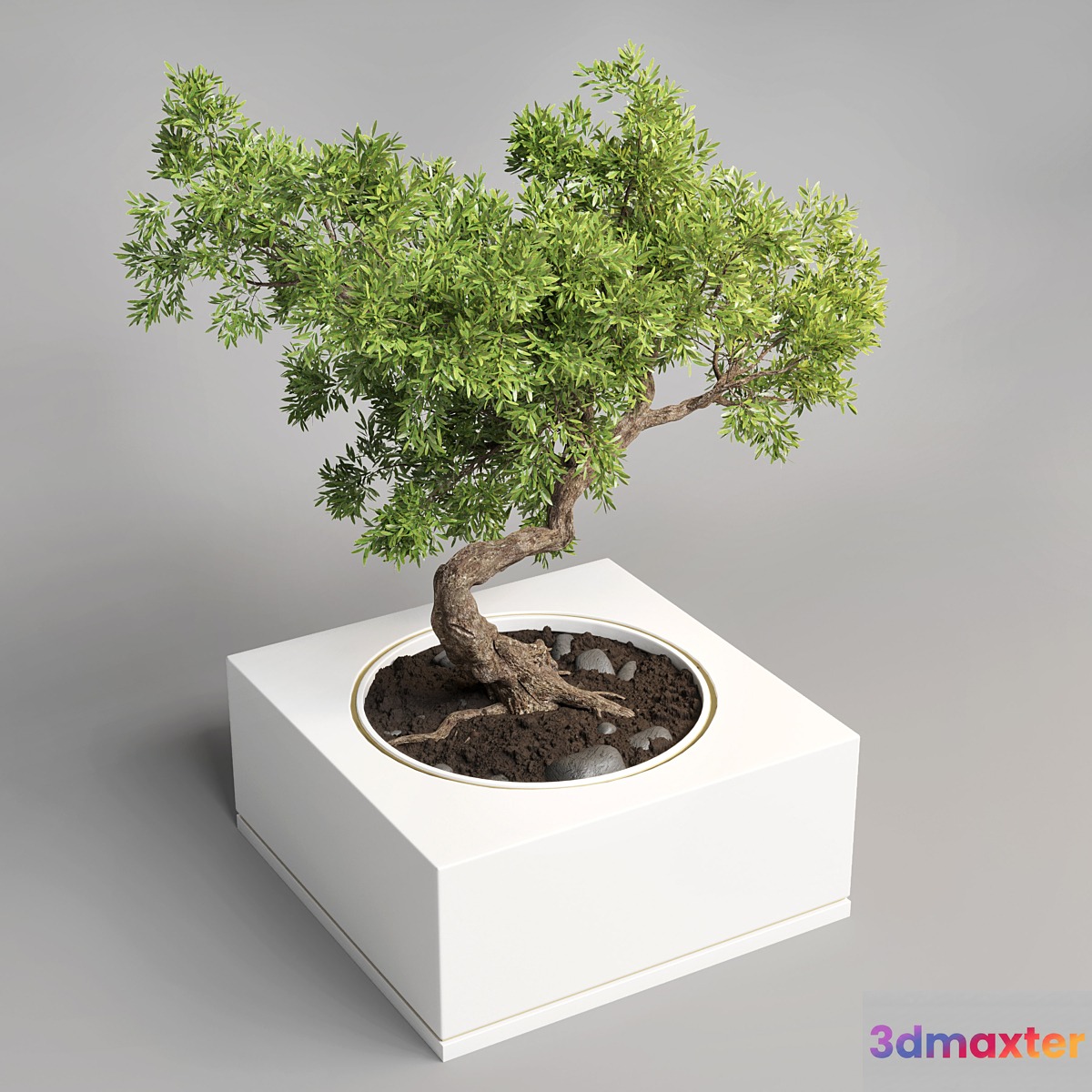 bonsai pot concrete vase