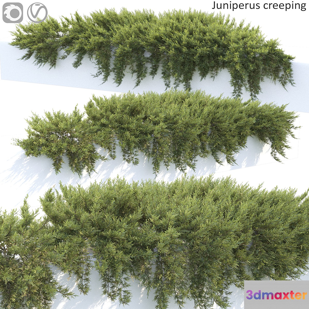 Juniperus