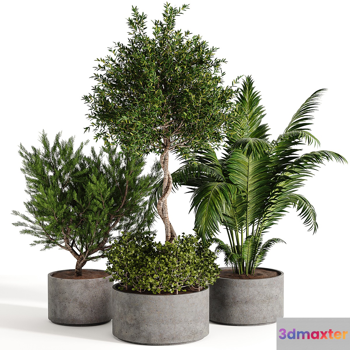 Outdoor plant collection 02