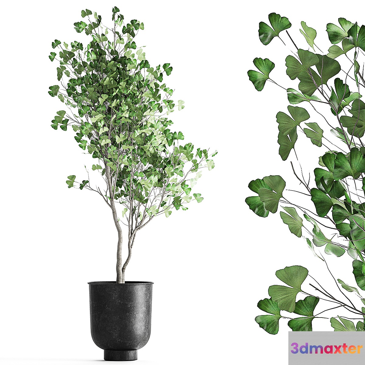 A small Ginkgo tree is double-lobed in a black outdoor pot. 1011. 3D Max