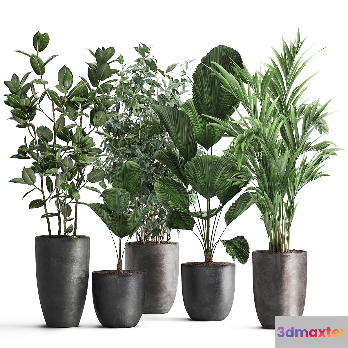 Collection of plants in black pots Likuala Hovea palm Ficus Benjamin. Set 1003.