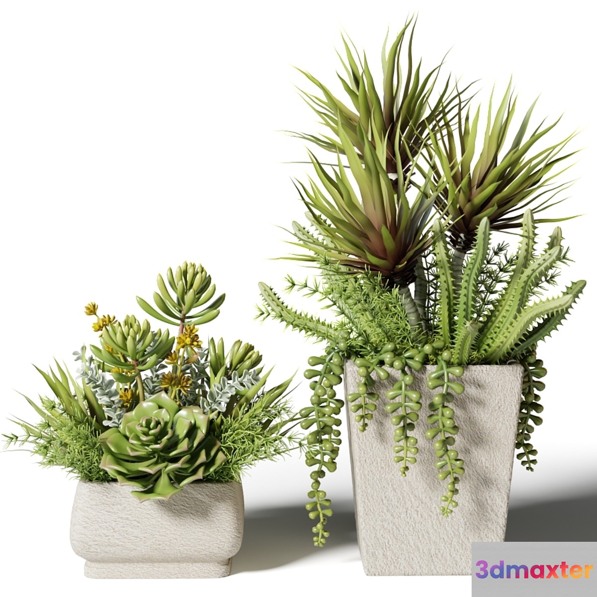 Bouquets of succulents in square pots