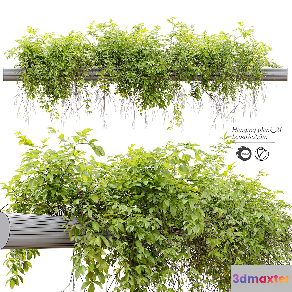 Hanging Plant 21