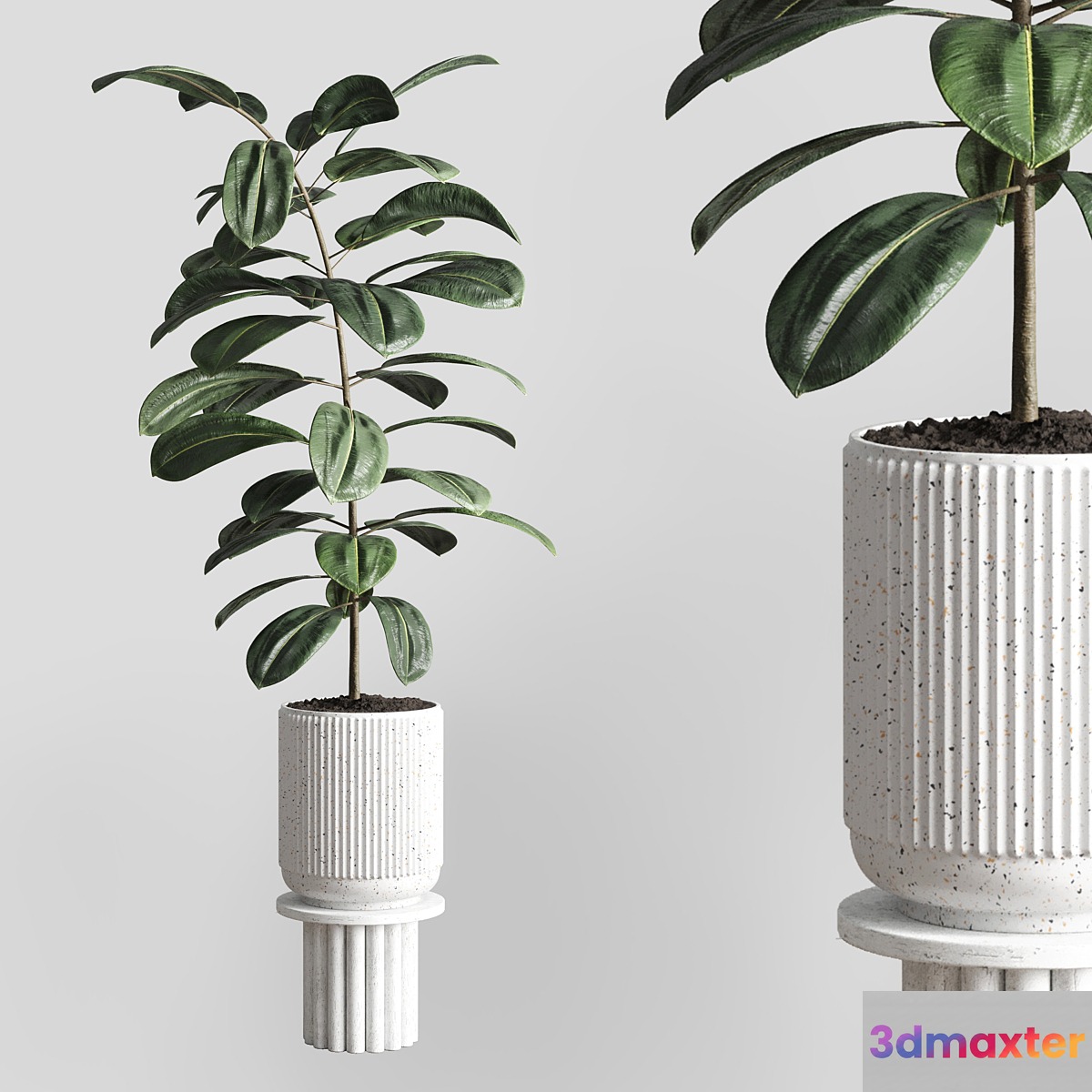 Indoor plant 79 pot plant concrete vase