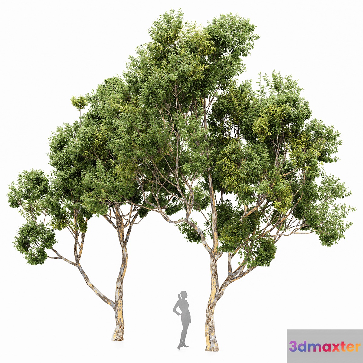 Sydney blue gum 2 trees