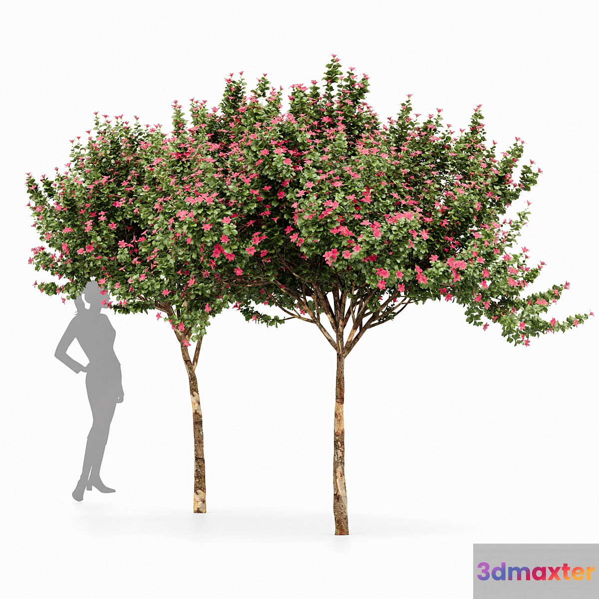 Orchid 2 Trees Fragrant Flower 3D Max