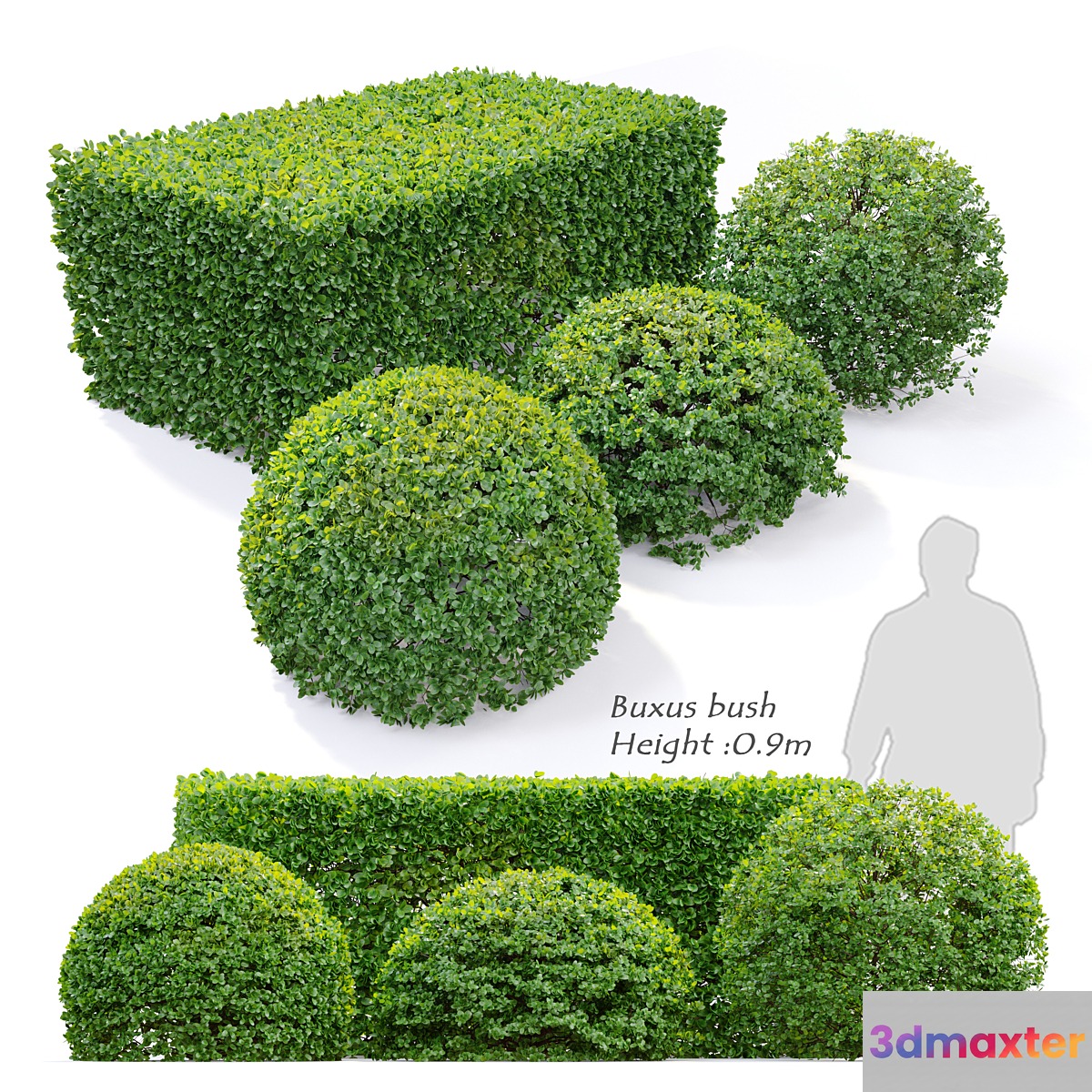 Buxus - No.5
