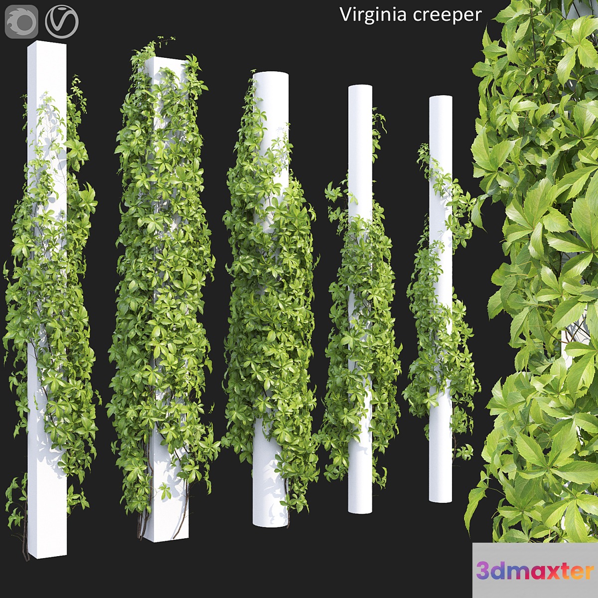 Virginia creeper 3D Max