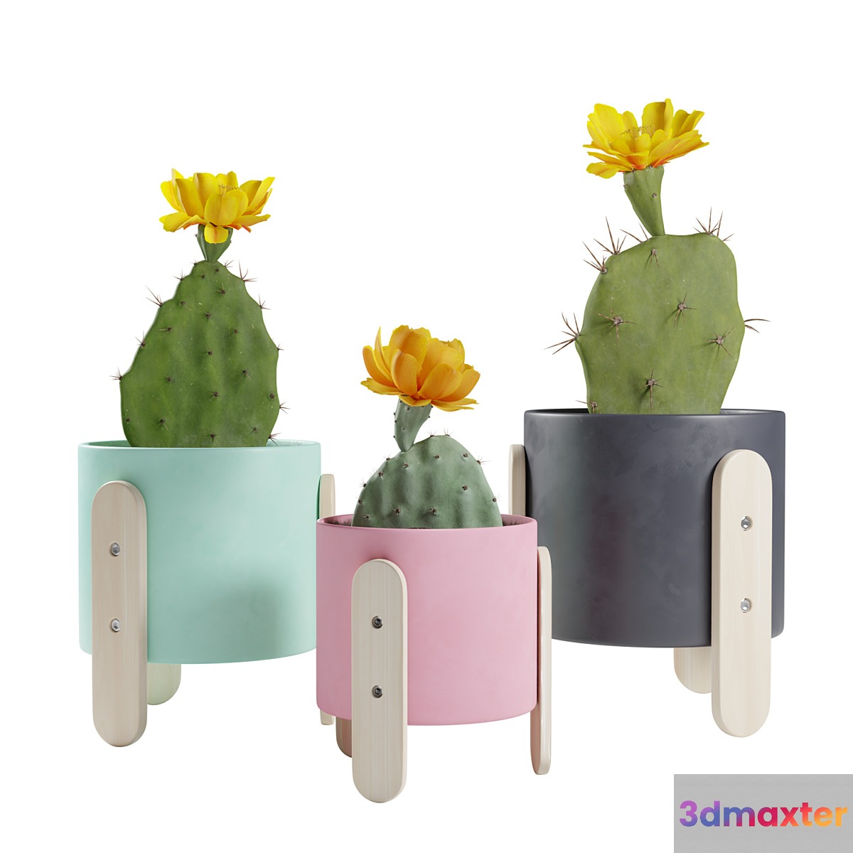 Opuntia Cactus Pack