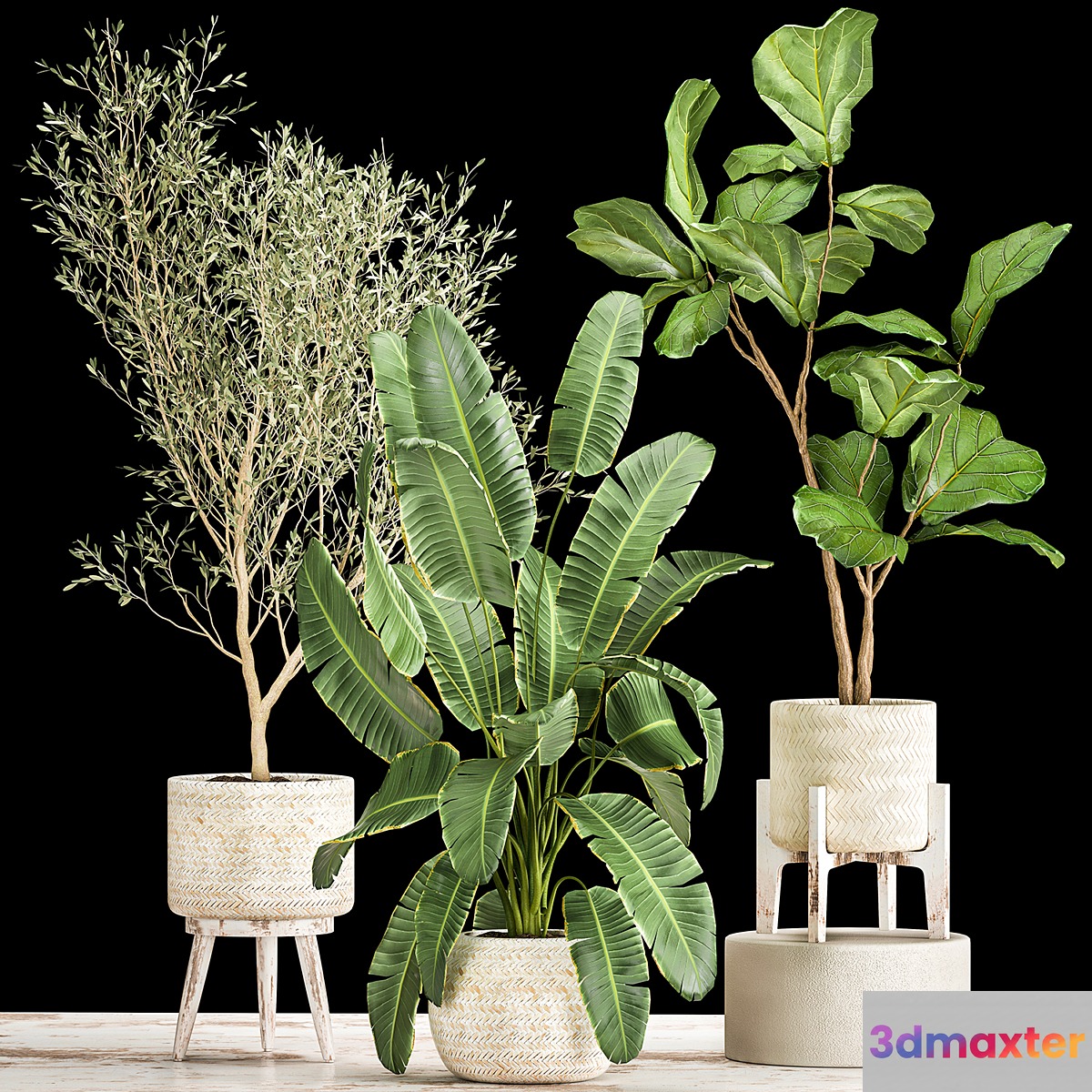 Collection of plants in white baskets with Ficus Lirata and Olive trees Strelitzia banana. Set 1017.