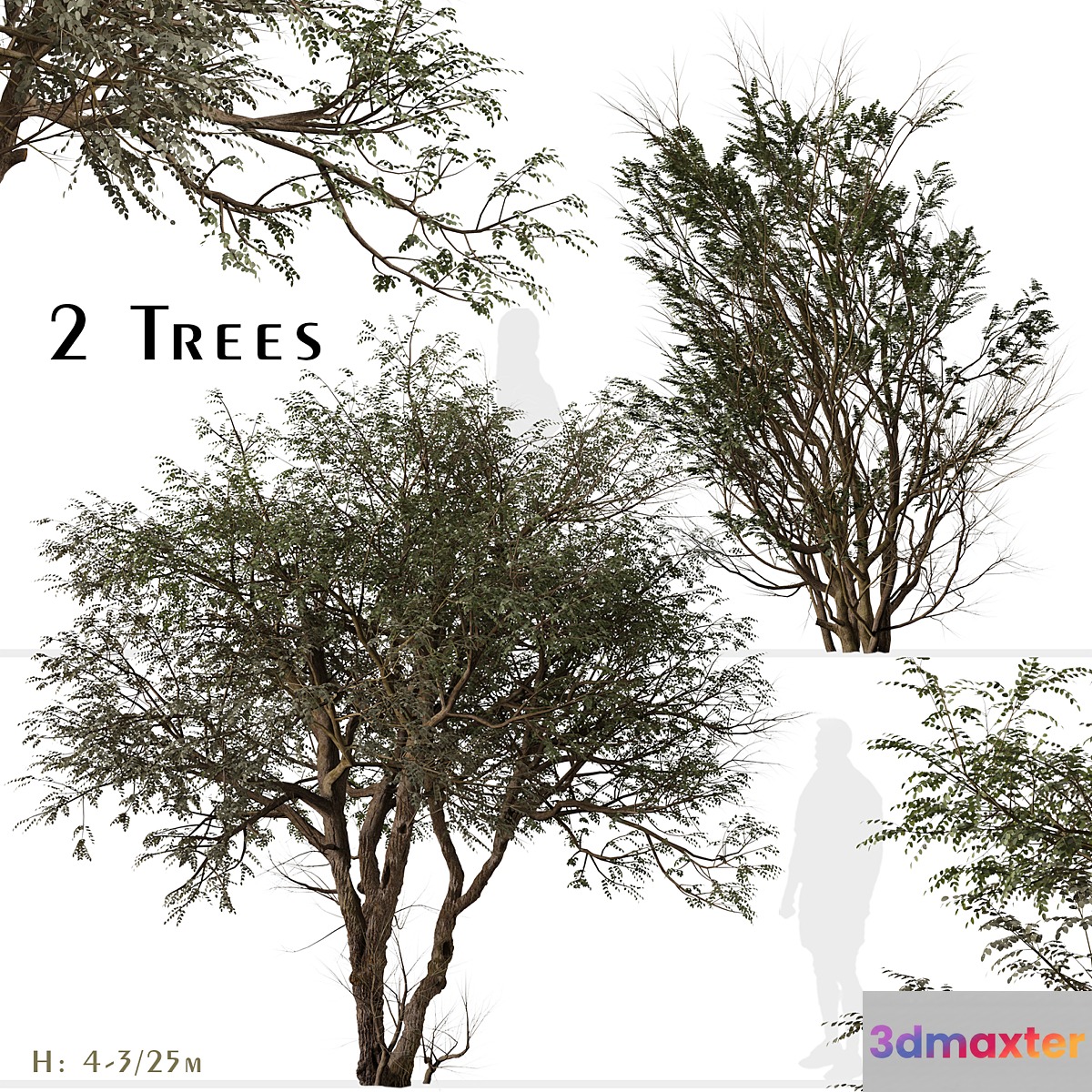 Set of Ghaf Tree (Prosopis cineraria) (2 Trees) 3D Max