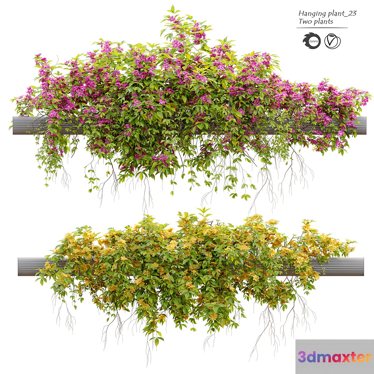 Hanging Plant 23