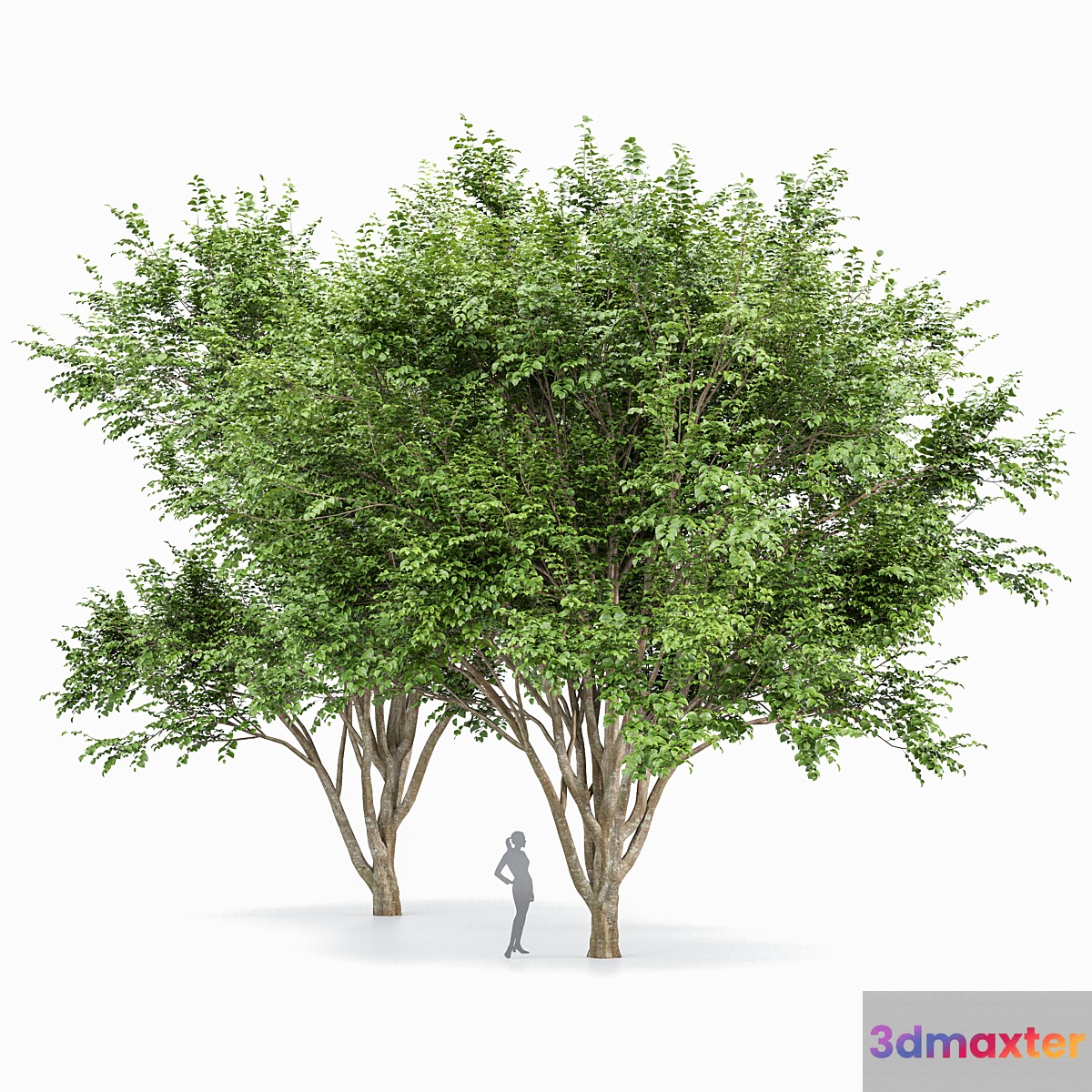 European Beech 2 Trees