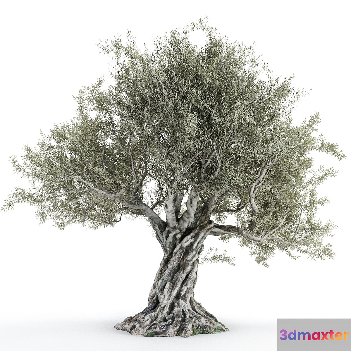 Olive tree 2 - No.2