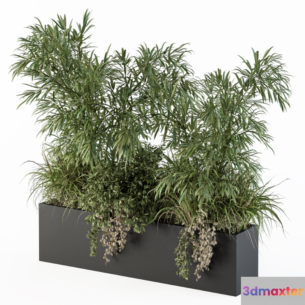Outdoor Plant Set 252 - Plant Box with Bamboo Tree
