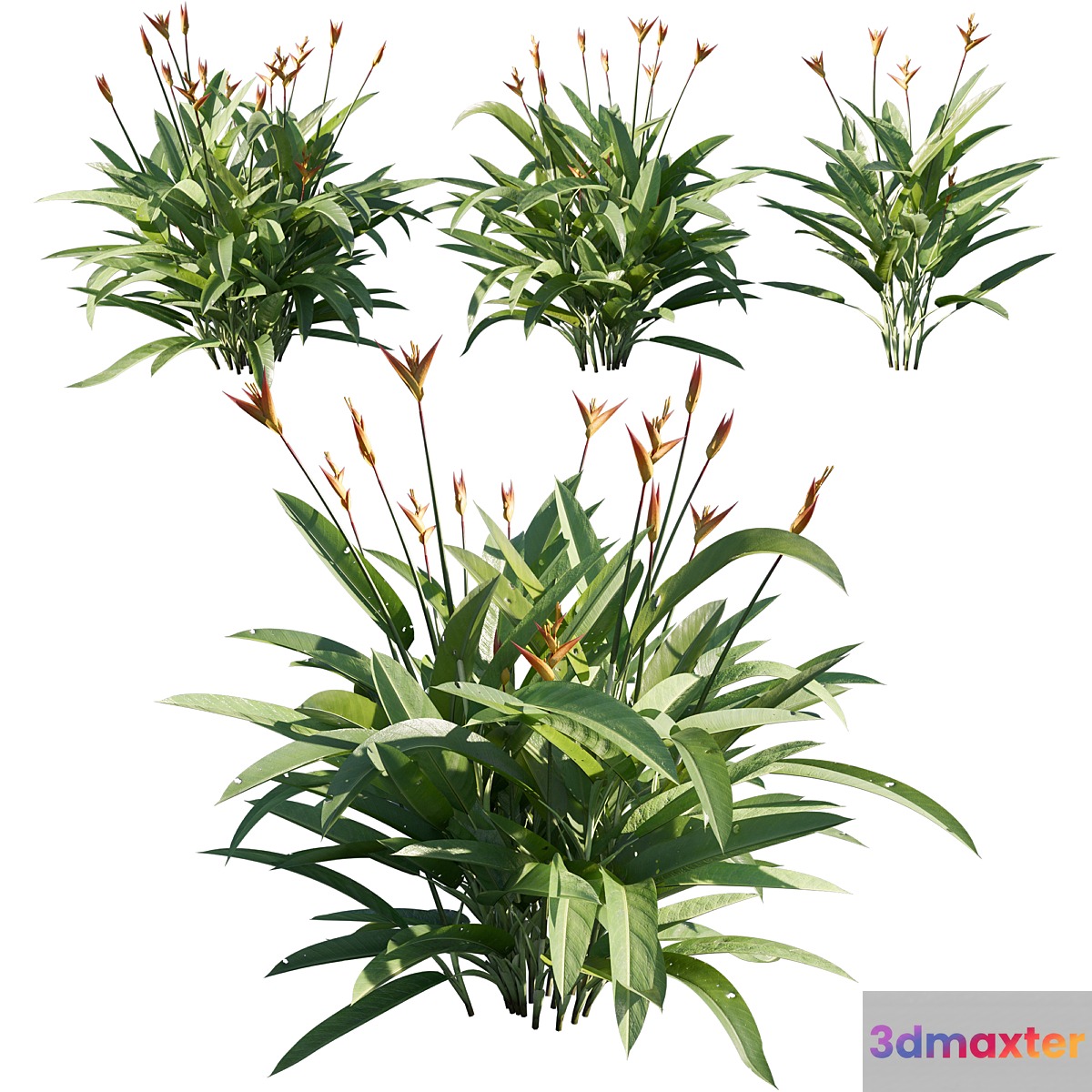 Heliconia psittacorum 02