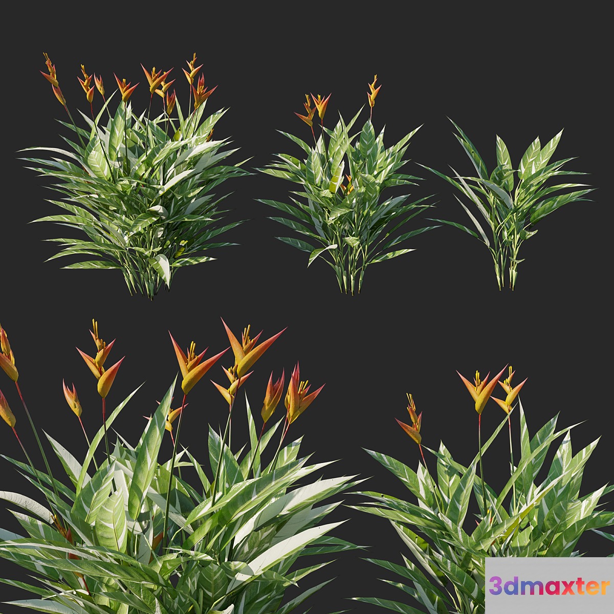 Heliconia psittacorum variegated 02 3D Max