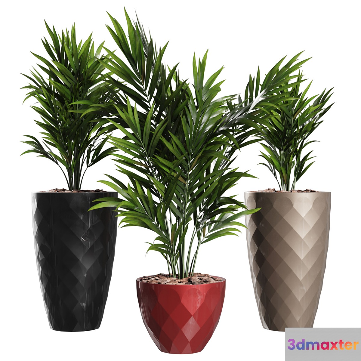 Howea Forsteriana Vase Plant