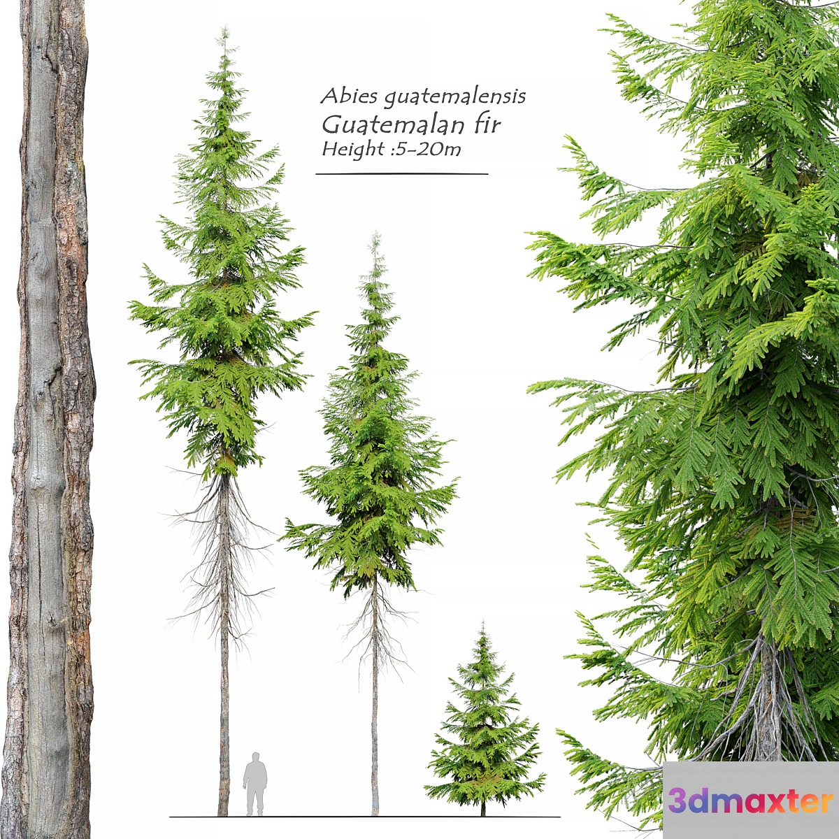 Abies guatemalensis - No.4 3D Max
