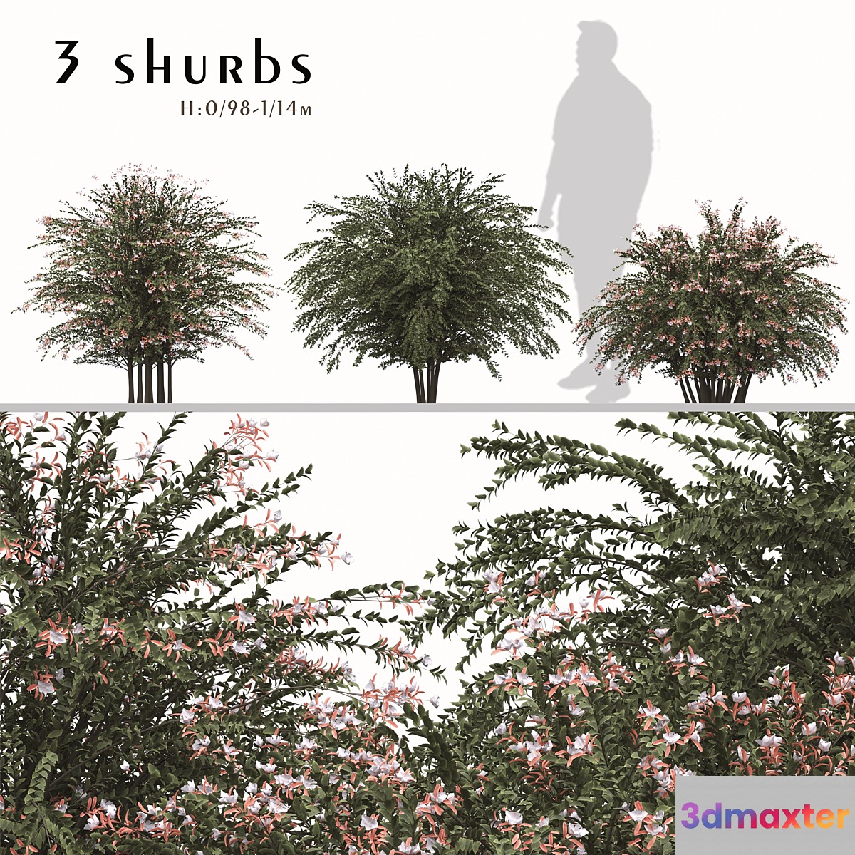 Set of Abelia grandiflora Plants (Pearl Acacia) (3 Shrubs)