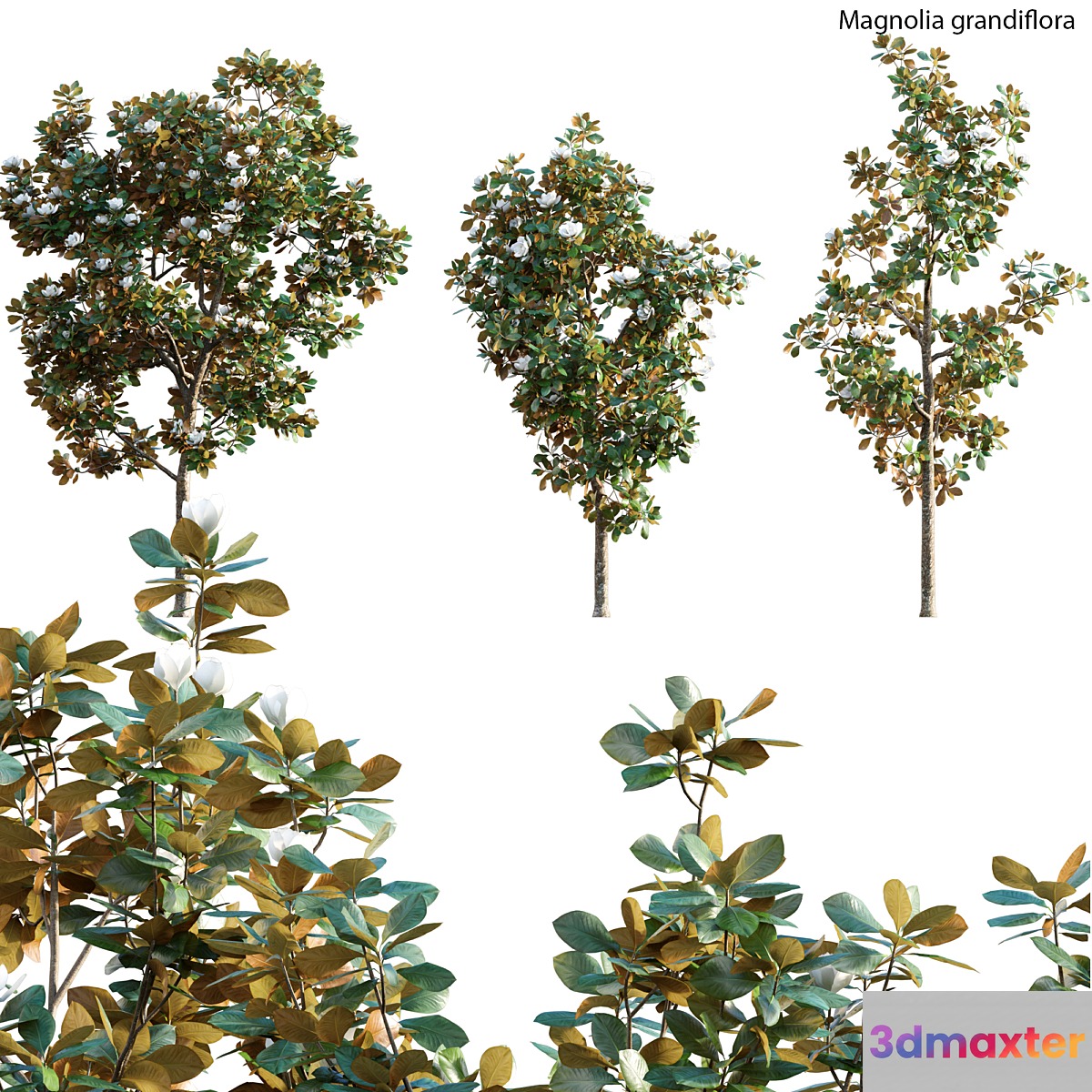 Magnolia grandiflora 3D Max