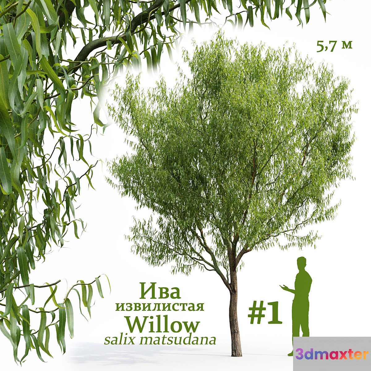 Willow _ Salix matsudana # 1
