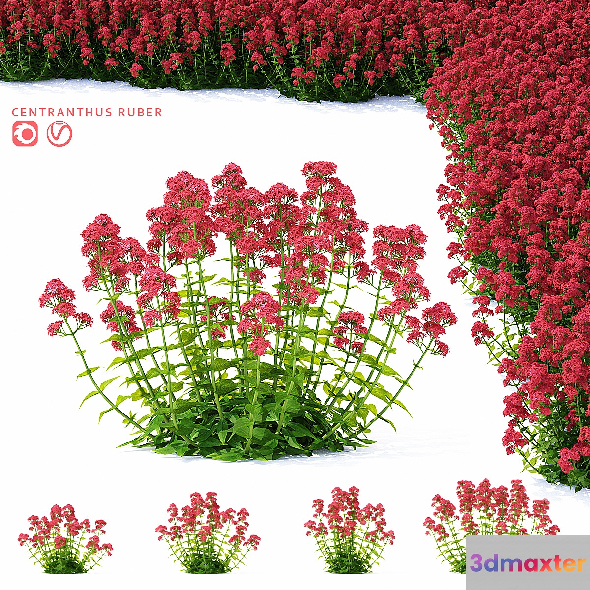 Valerian red flowers | Centranthus ruber 3D Max