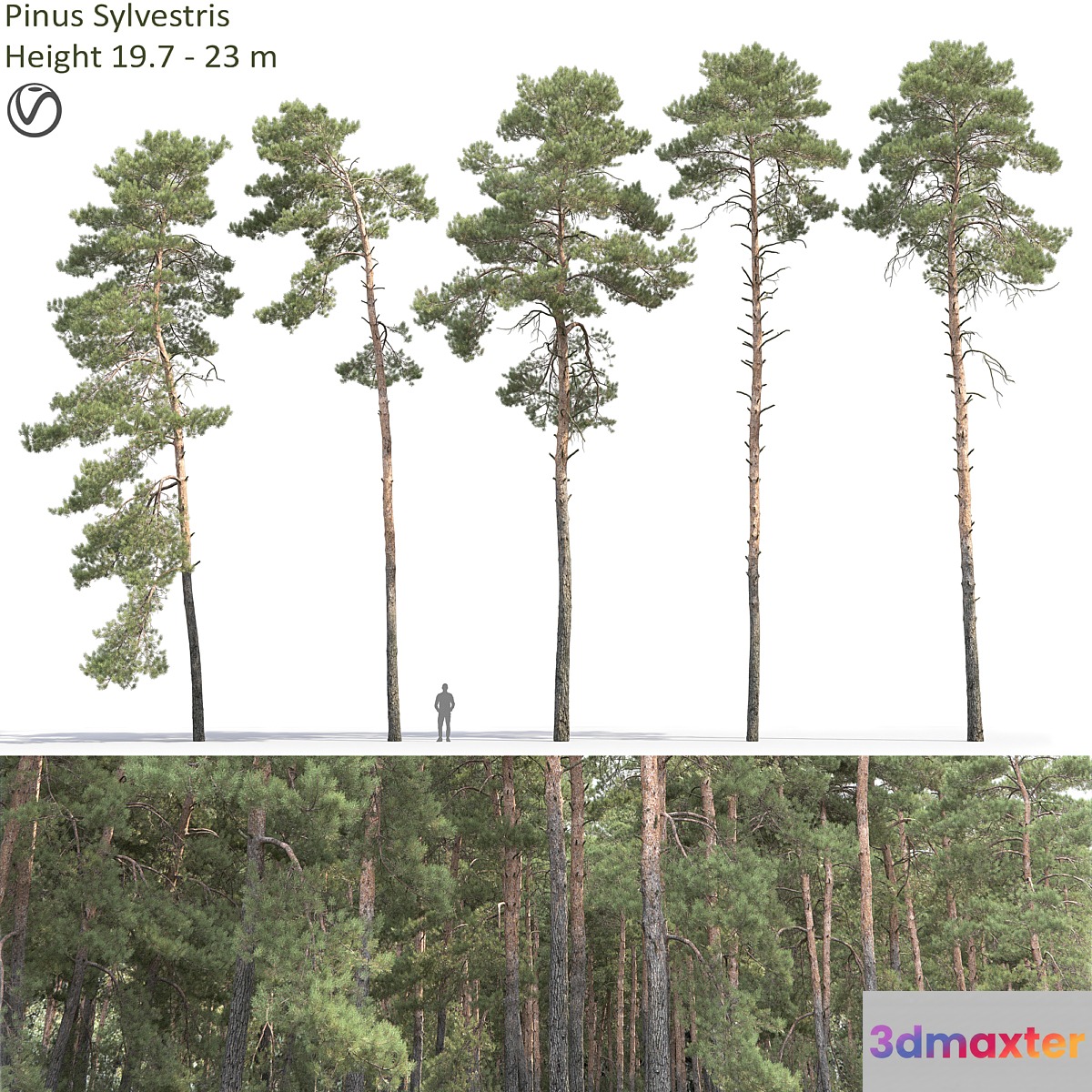 Pine - No.53
