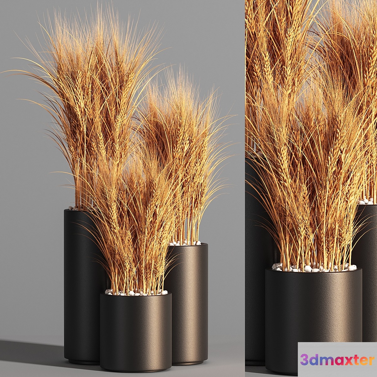 Indoor Plant Set 47 Wheat
