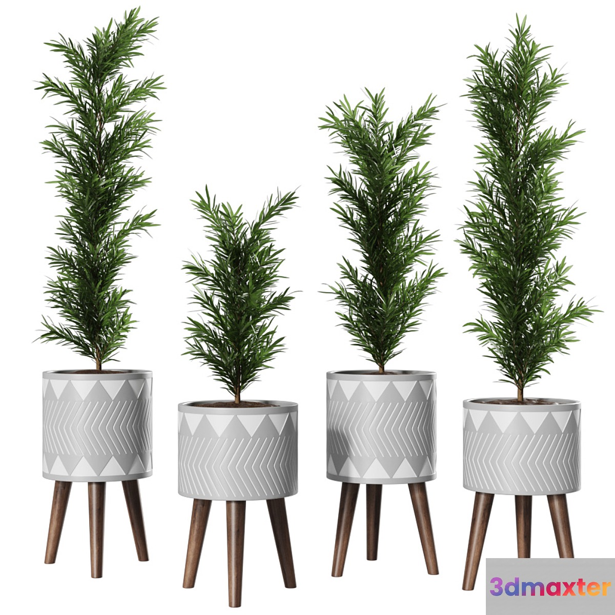 Podocarpus Vase Plant 3D Max