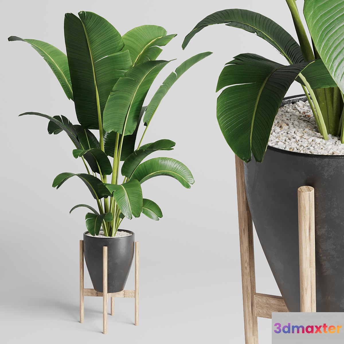 Indoor plant 93 concrete vase pot palnt ravenala - No.2