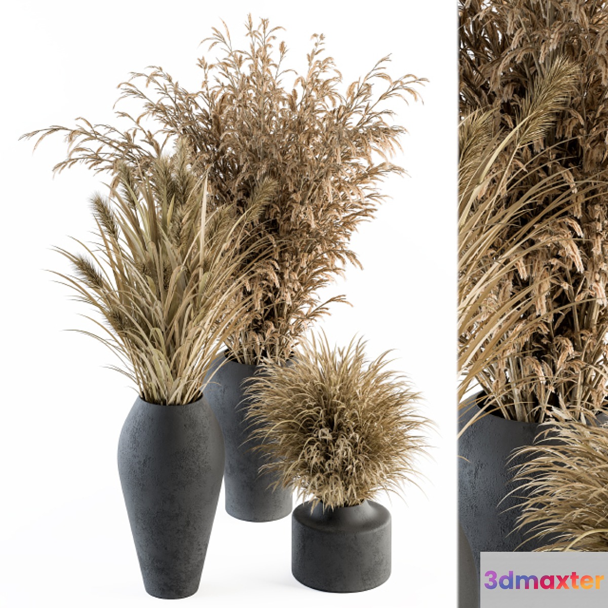 Dry plants 81 - Dried Plants Set