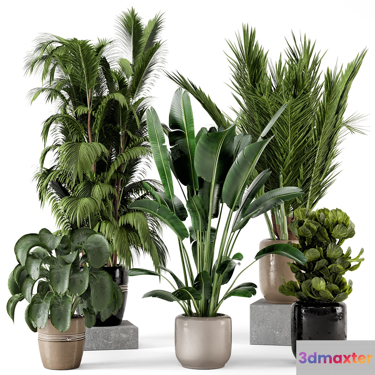 Indoor Plants in rusty Concrete Pot - Set 217