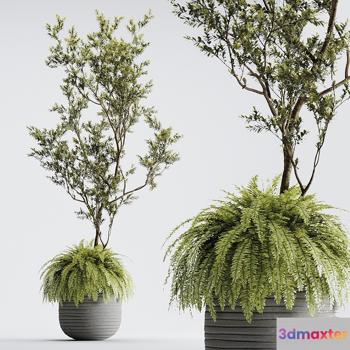 Indoor Plant 01 - ORGANIKA