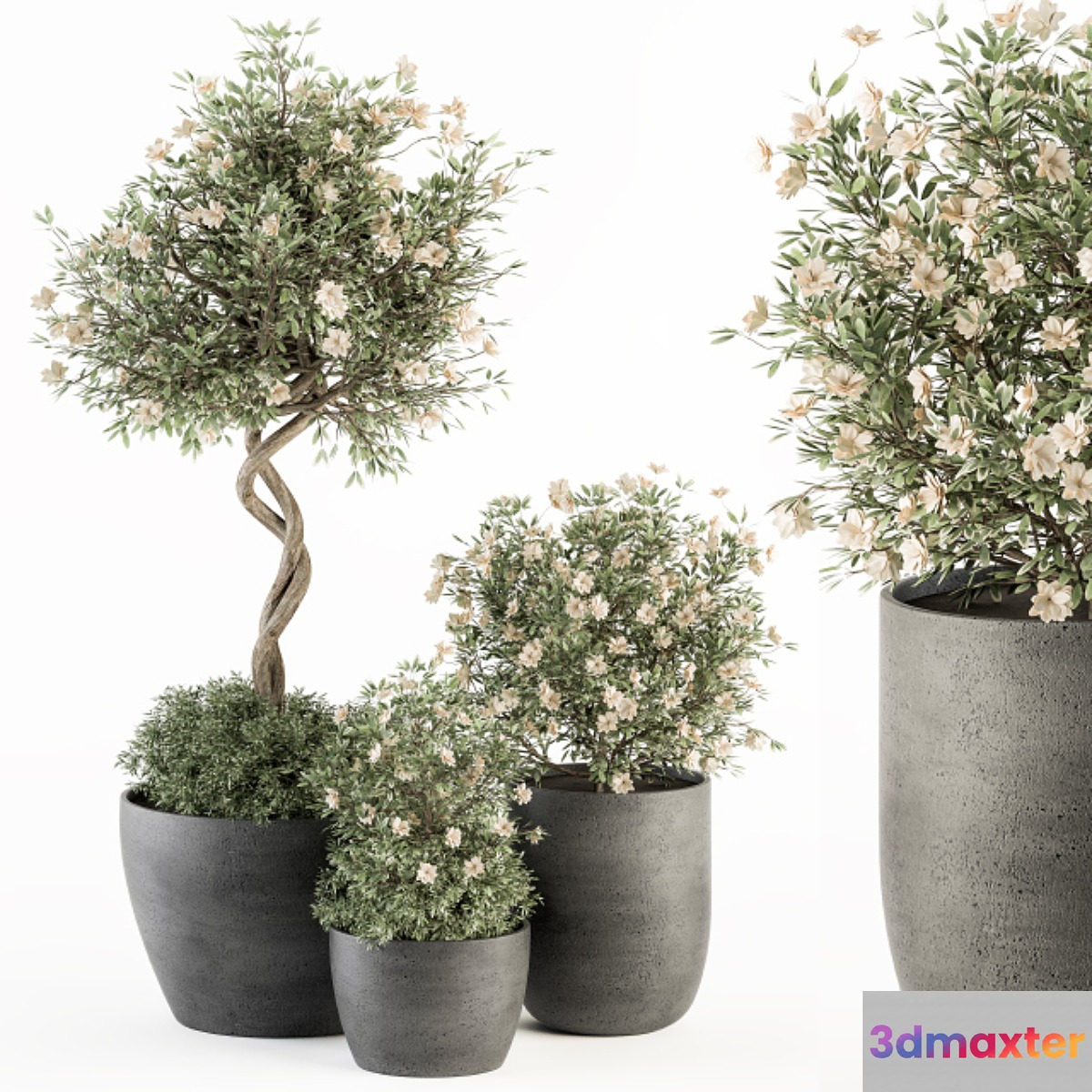 Outdoor Plant Set 239 - Flower Tree in Pot 3D Max