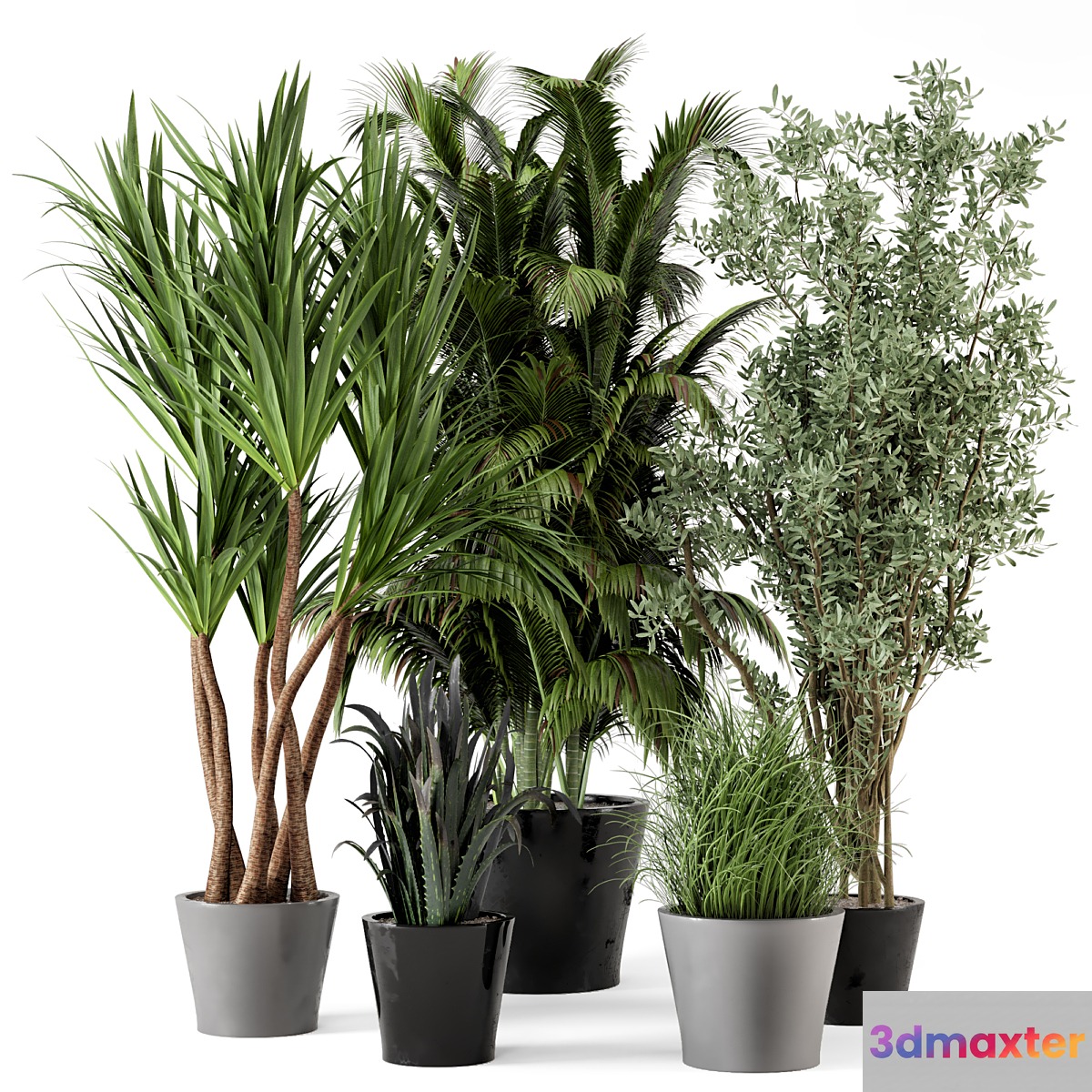 Indoor Plants in rusty Concrete Pot - Set 225