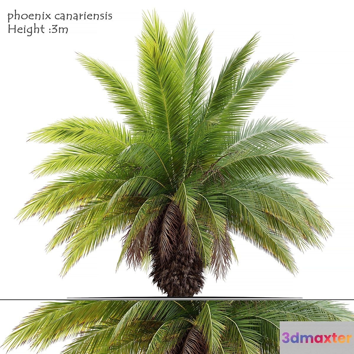 Phoenix canariensis 3D Max