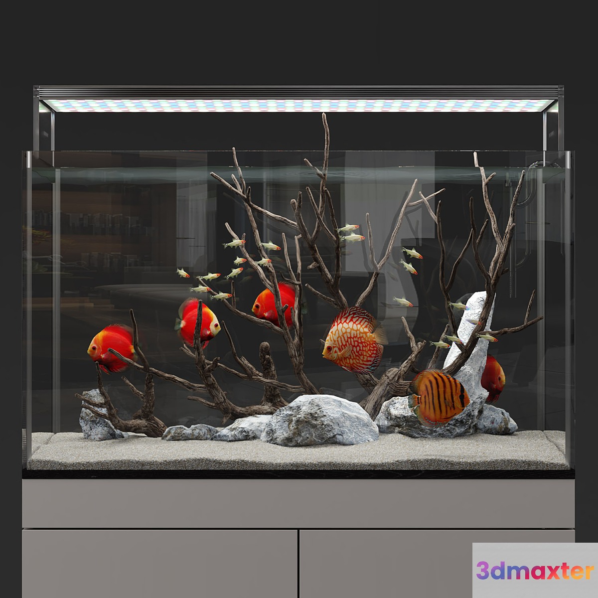 Aquarium discus fish - No.4