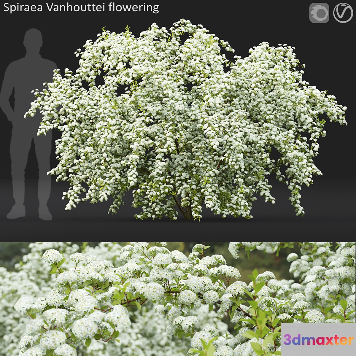 Spiraea Vanhouttei - No.2