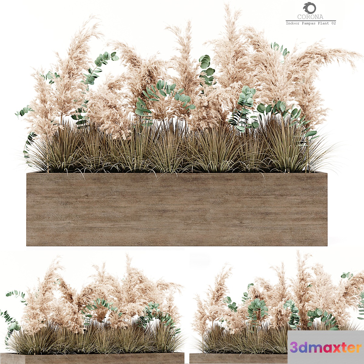 Indoor Pampas Plant 02