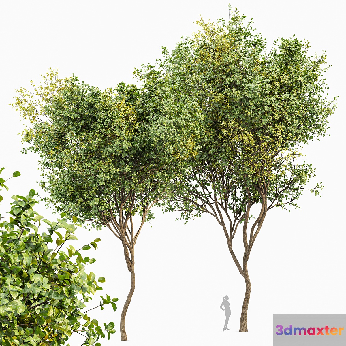 Beautiful 2Trees Bush Leaf