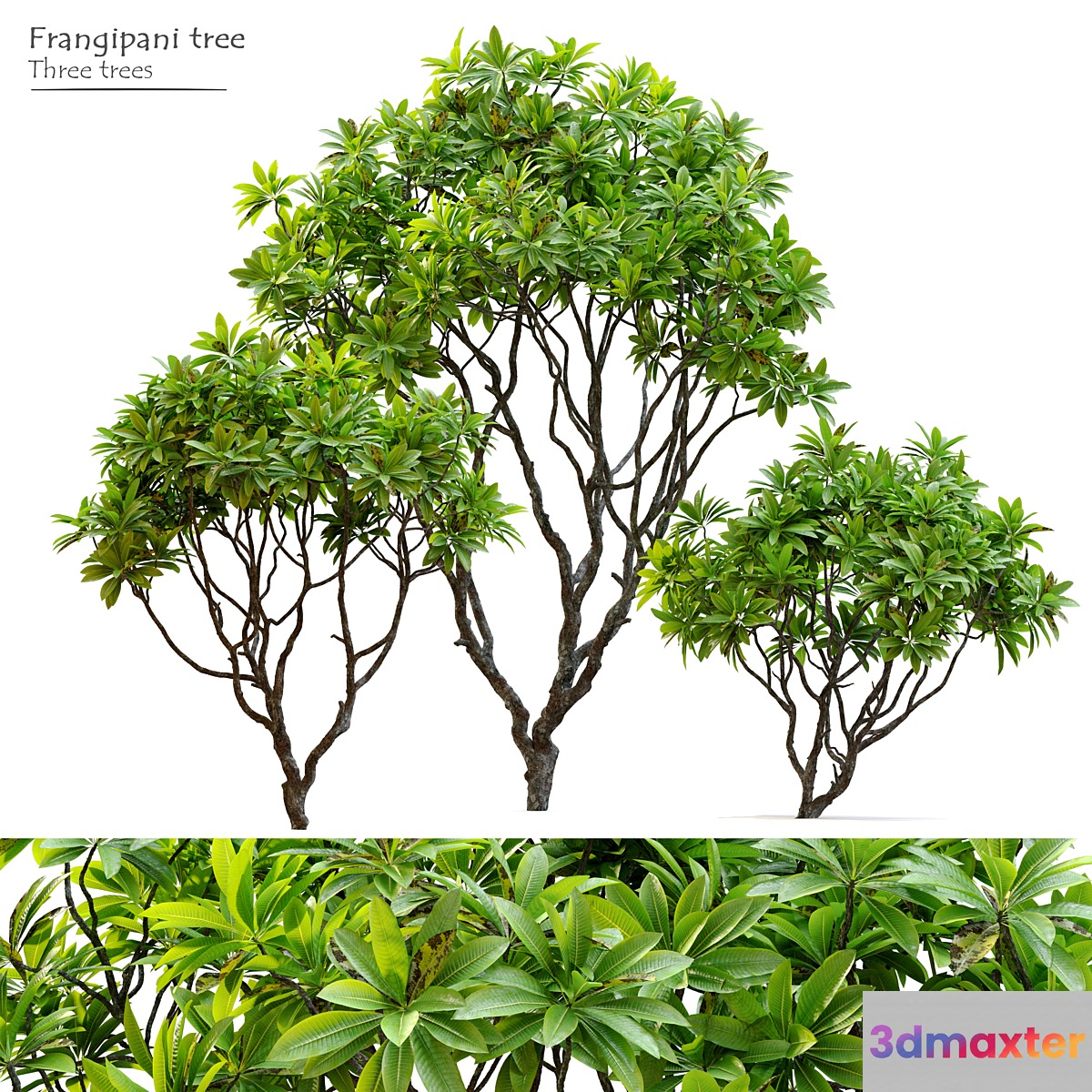 Frangipani tree 3D Max