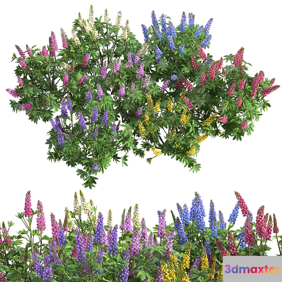 Lupinus Lupinus