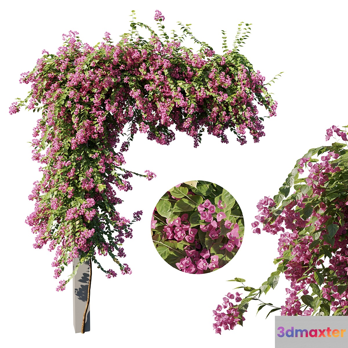 Bougainvillea - No.2 3D Max