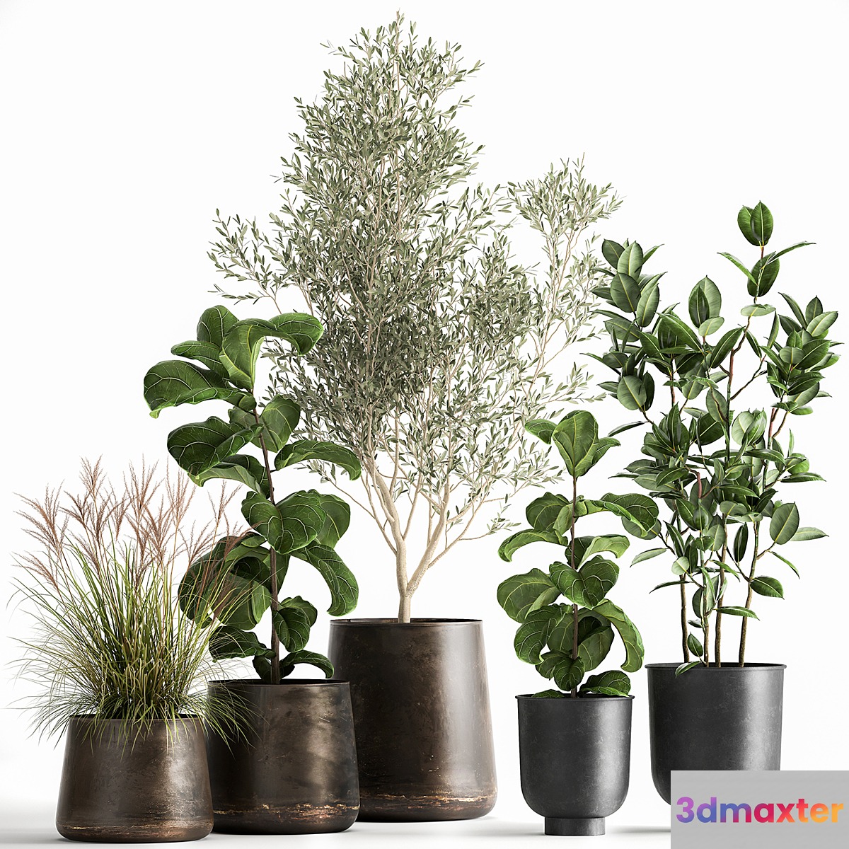 Collection of plants in black metal pots with Olive Ficus lyrata tree. Set 1029.