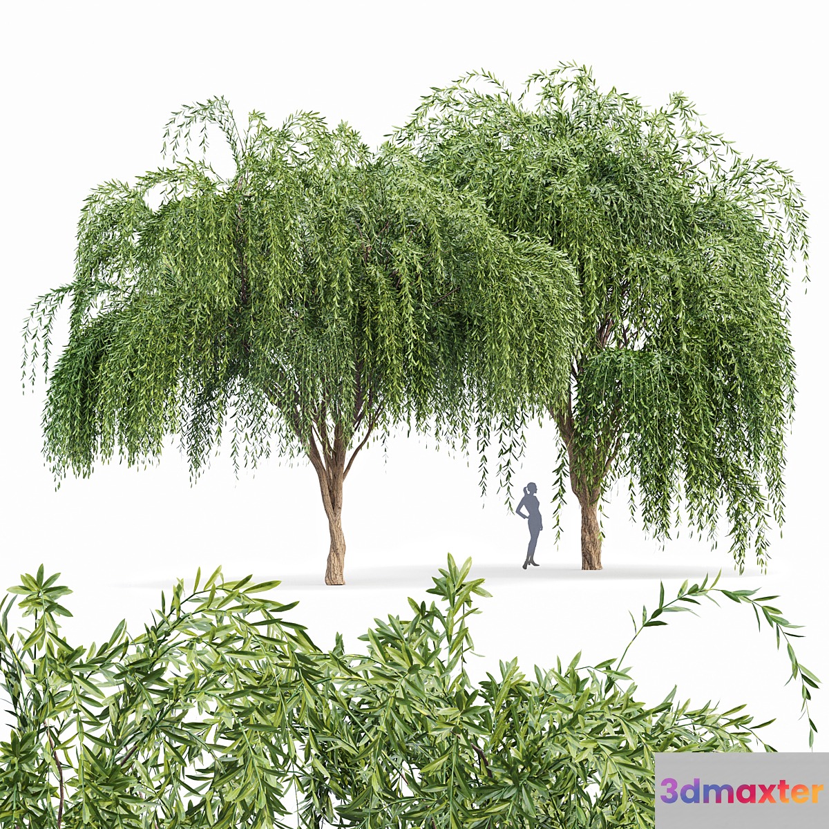 Weeping willow 2trees 3D Max