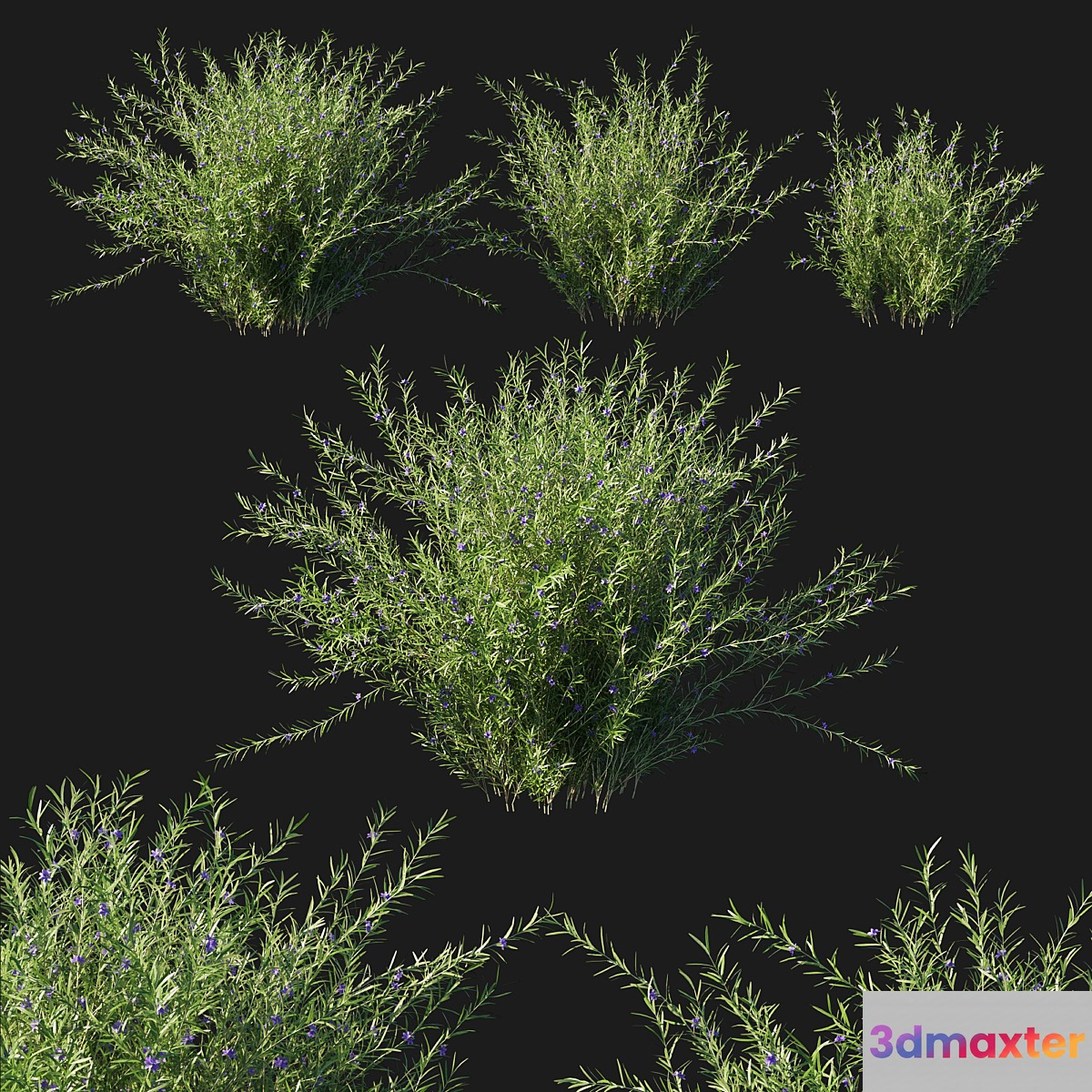 Rosemary creeping 02