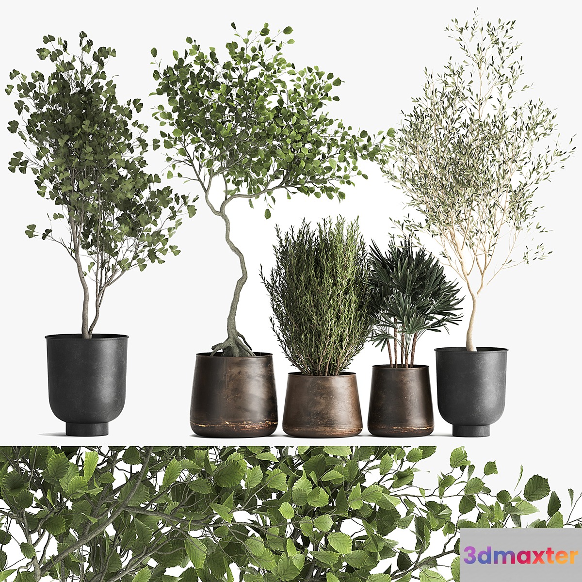 Collection of trees in black metal pots with Olive Ginkgo. Set 1034. - No.2